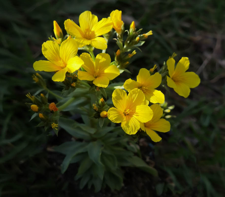 Linum capitatum